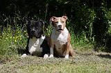 AMSTAFF  ADULT & PUPPIES 058